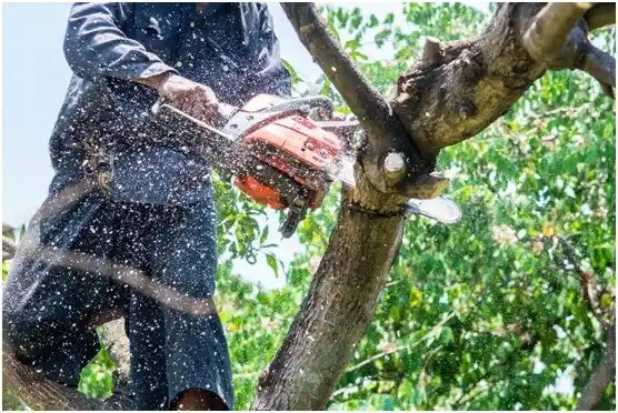 tree services Arena